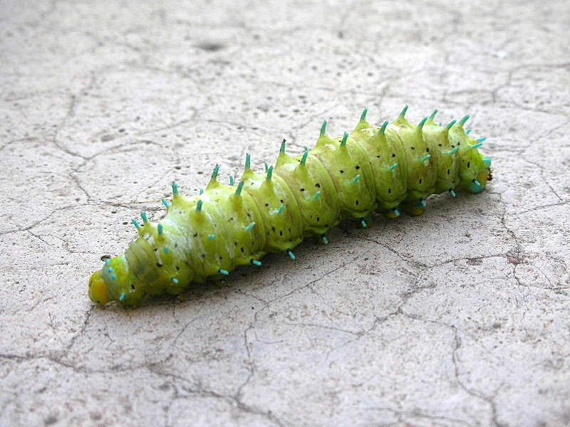 Larva 